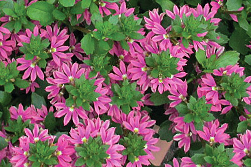 Scaevola SURDIVA Fashion Pink Improved