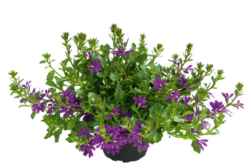 Trendblätter: Scaevola SURDIVA Super Purple Blattschmuck: Scaevola SURDIVA Super Purple