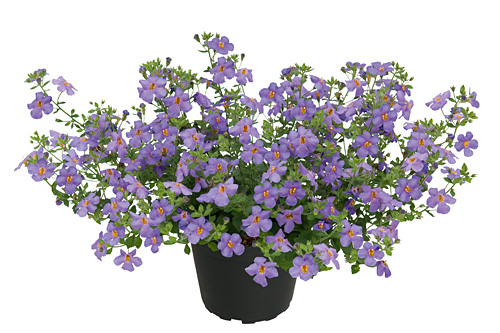 Sutera  Everest Blue Flow