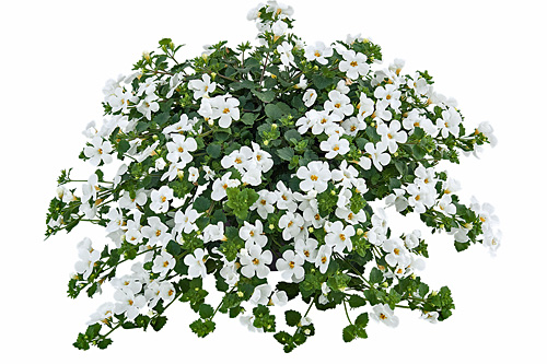Trendblätter: Sutera EVEREST White Flow Blattschmuck: Sutera EVEREST White Flow