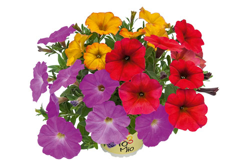 Petunia TrioMio Beautical Pretty