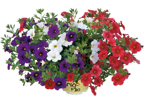 Calibrachoa TrioMio Flamenco