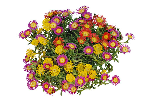 Delosperma TrioMio Golden Fire