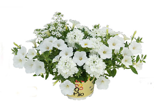 Petunia TrioMio Just White