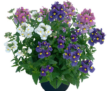 Nemesia TrioMio Karoo Poetry