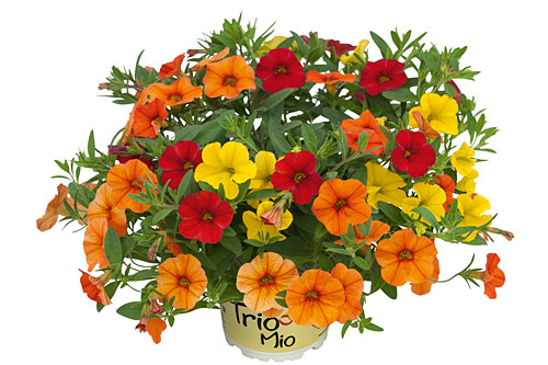 Calibrachoa TrioMio Merengue