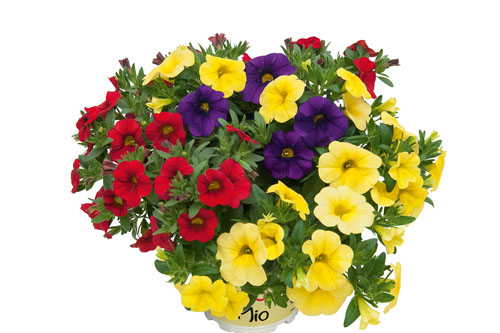 Calibrachoa TrioMio POCKET Zumba