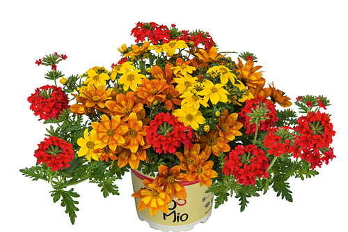 Bidens TrioMio Sunshine Red