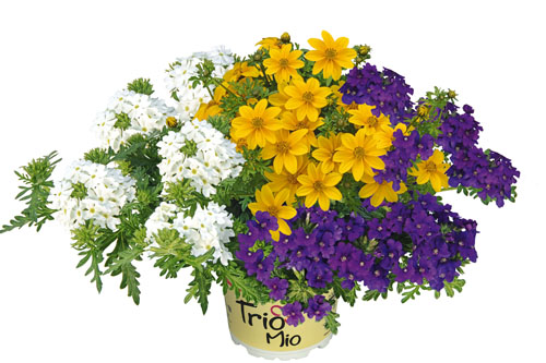 Bidens-Verbena TrioMio Sweetie Wave