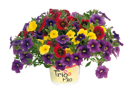 Calibrachoa TrioMio Zumba