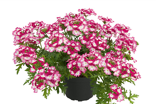 Verbena Vepita Carmine Kiss 2026
