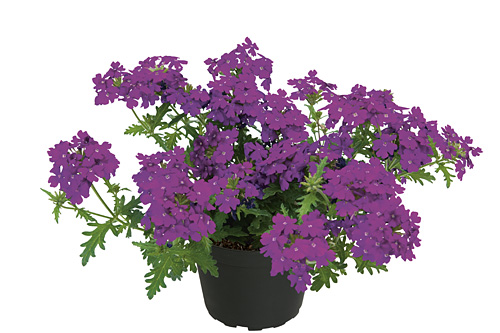 Verbena Vepita Electric Purple