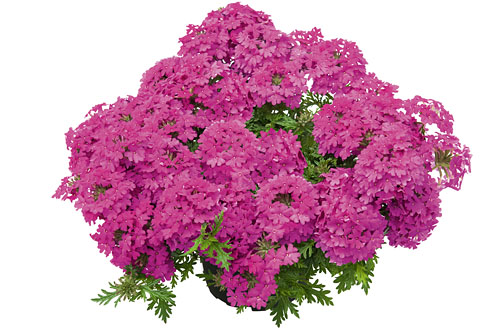 Verbena VEPITA Hot Magenta