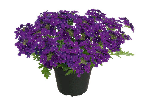 Verbena VEPITA Midnight
