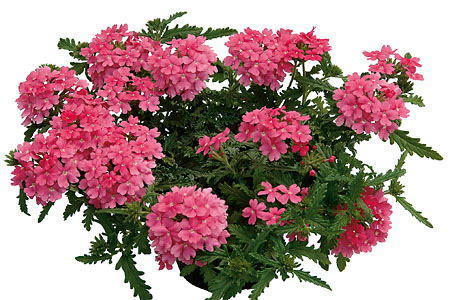 Verbena VEPITA Pink