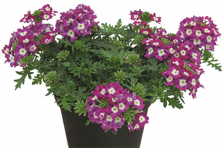 Verbena Vepita Purple White