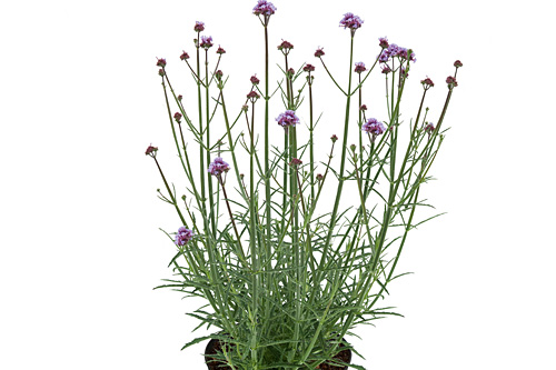 Verbena  Little Cloud