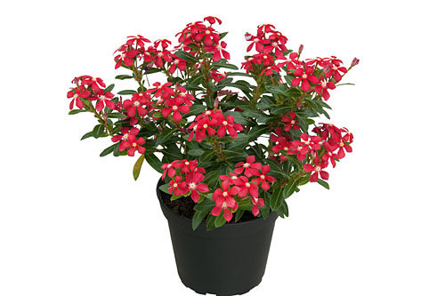 Vinca Soiree Cerise White Eye