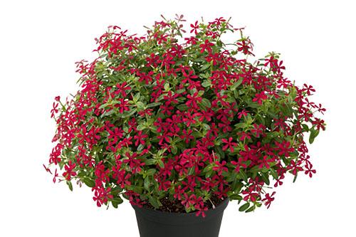 Trendblätter: Vinca Soiree Cherry Shot Blattschmuck: Vinca Soiree Cherry Shot