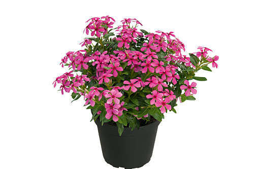 Vinca Soiree Hot Pink