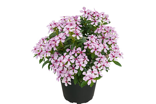 Vinca Soiree Light Pink (Dark Eye)