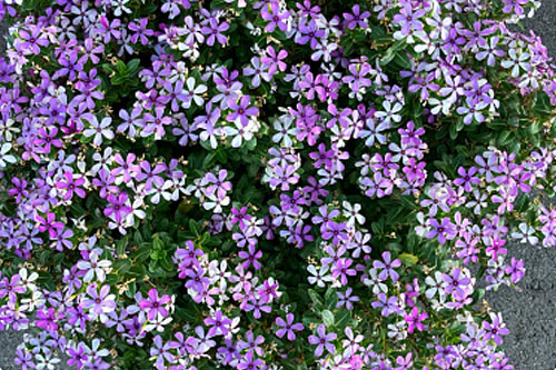 Trendblätter: Vinca Soiree Magic Lavender Blattschmuck: Vinca Soiree Magic Lavender