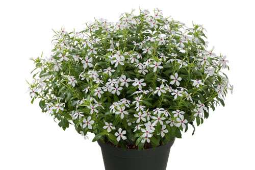 Trendblätter: Vinca Soiree Peppermint Blattschmuck: Vinca Soiree Peppermint