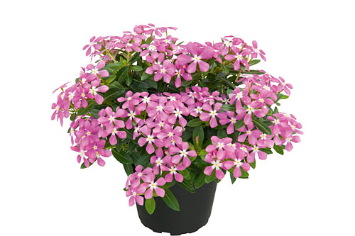 Vinca Soiree Pink White Eye