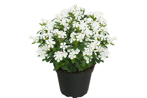 Vinca Soiree White