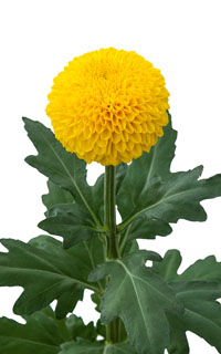 Chrysanthemen: Chrysanthemum  Levana