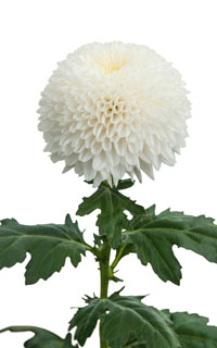 Chrysanthemen: Chrysanthemum  Superbowl