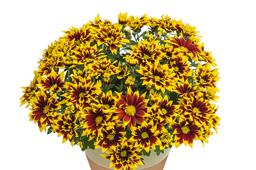 Chrysanthemen: Chrysanthemum Yahou & Friends Noria