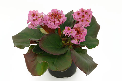 Winterzauber: Bergenia  Samtkristall