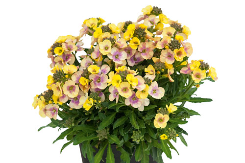 Fruehlingsflirt: Erysimum RYSI Winter Vanilla