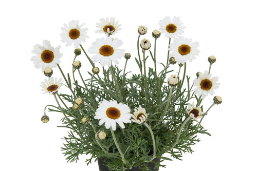 Fruehlingsflirt: Leucanthemum  Compact African Spring