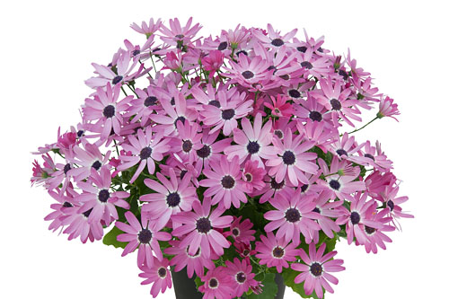 Fruehlingsflirt: Pericallis SENETTI Hot Pink