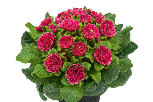 Fruehlingsflirt: Primula BELARINA Cranberry Corsage