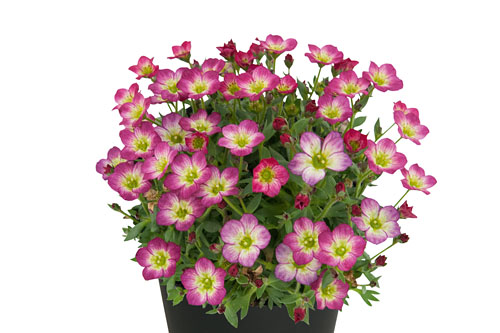 Fruehlingsflirt: Saxifraga SO SAXY Dark Rose