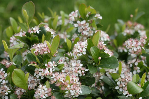 Gehölze: Aronia   Revontuli Mound