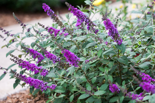 Gehölze: Buddleja  Blue Chip Jr.