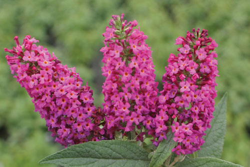 Gehölze: Buddleja  Miss Ruby