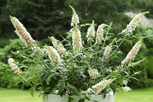 Gehölze: Buddleja  White Chip