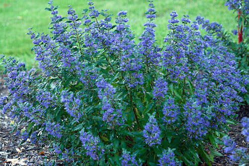 Gehölze: Caryopteris  Beyond Midnight