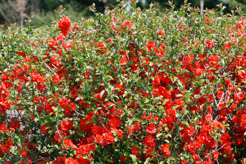 Gehölze: Chaenomeles  Orange Storm