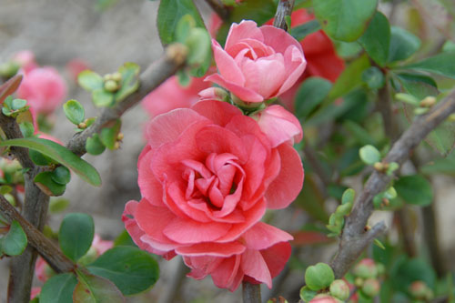 Gehölze: Chaenomeles  Pink Storm