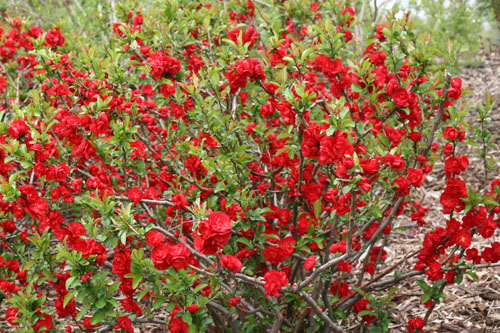 Gehölze: Chaenomeles  Scarlet Storm