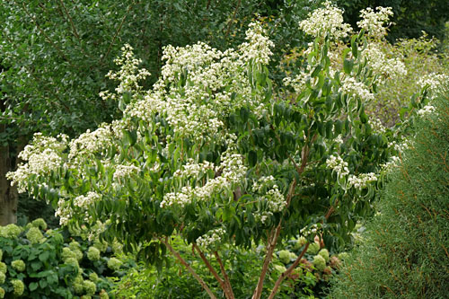 Gehölze: Heptacodium  Temple Of Bloom