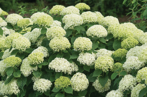 Gehölze: Hydrangea Bella Ragazza Limetta