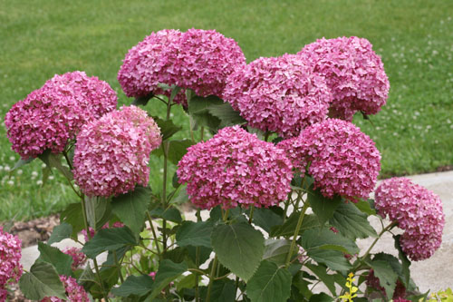 Gehölze: Hydrangea Bella Ragazza Mauvette