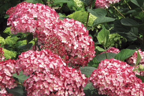 Gehölze: Hydrangea  Ruby Annabelle